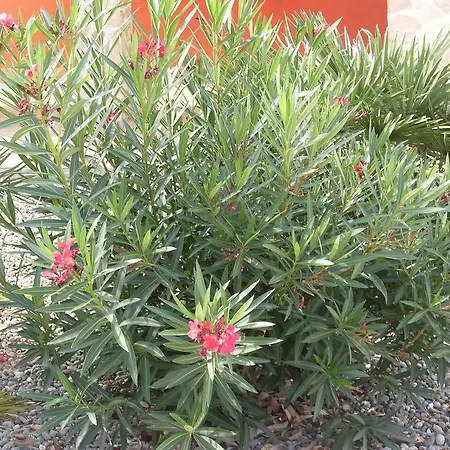 Hétvégi ház Mafalda